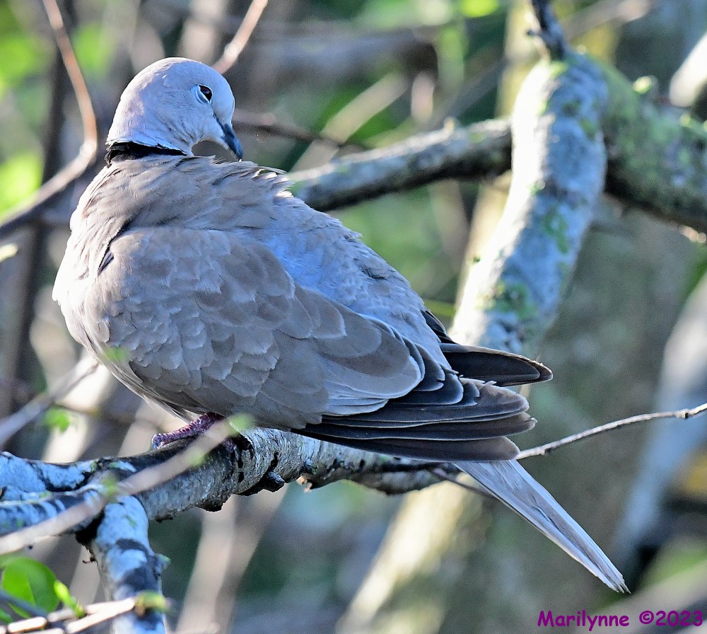 DSC_3437_001.JPG