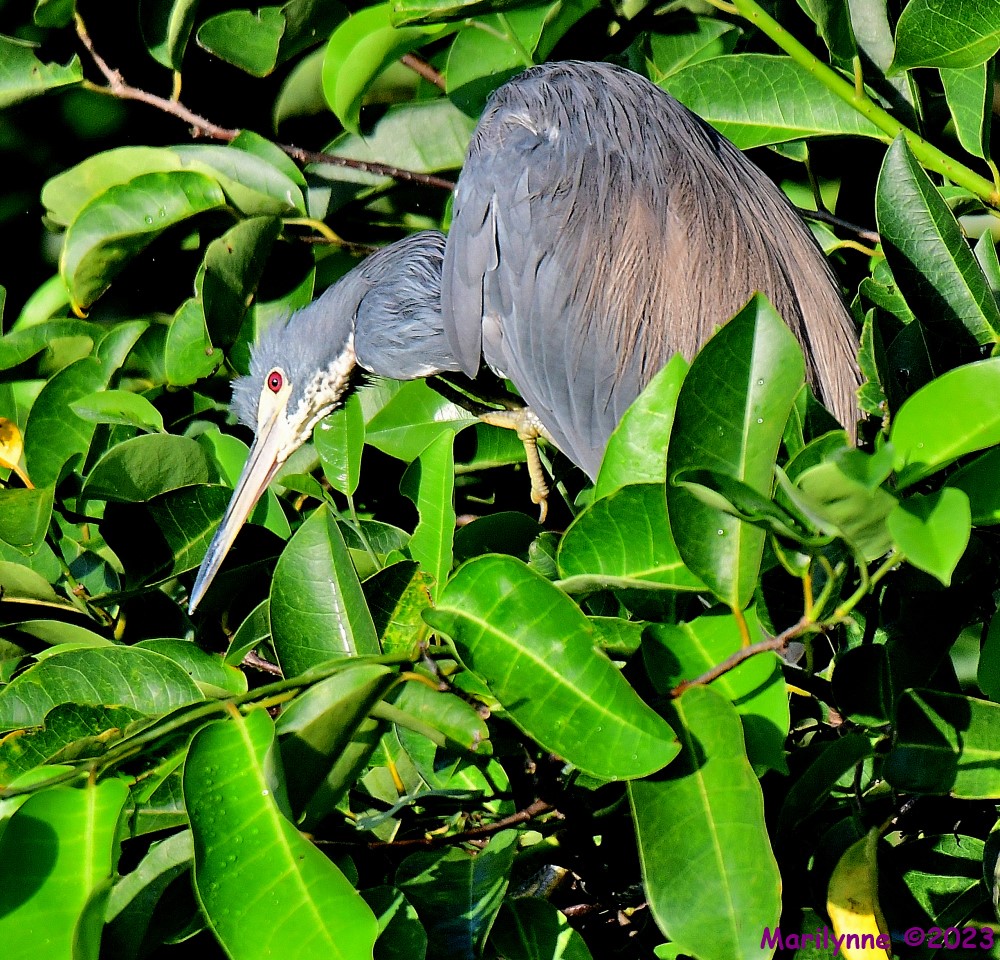 DSC_3439_001.JPG