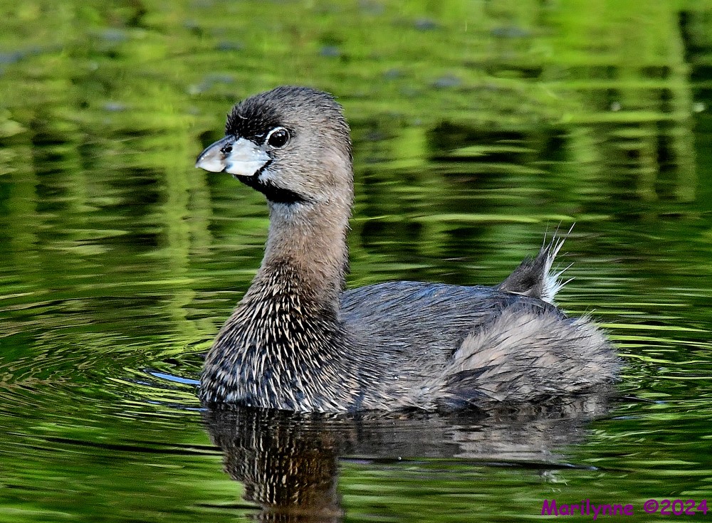 DSC_3439_001.JPG