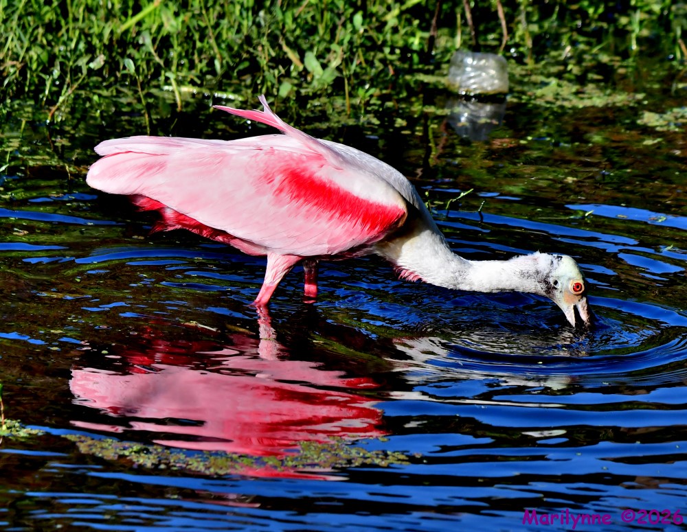 DSC_3440_001.JPG