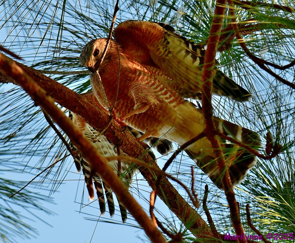DSC_3441_001.JPG