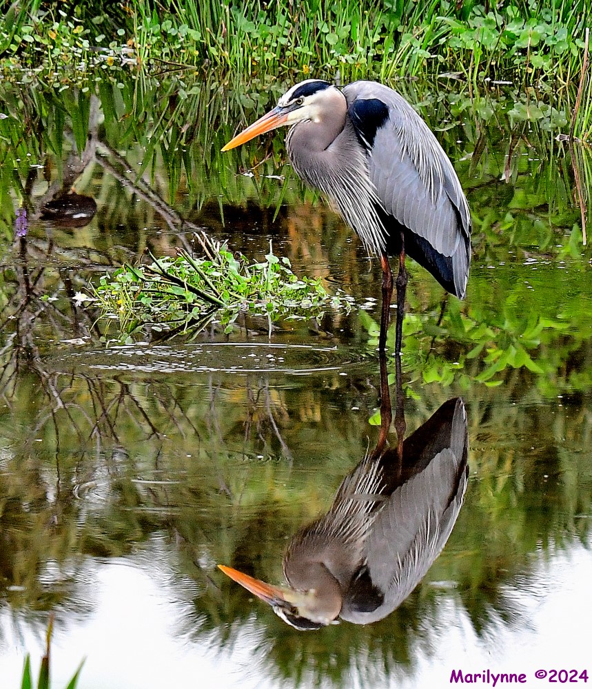 DSC_3442_001.JPG