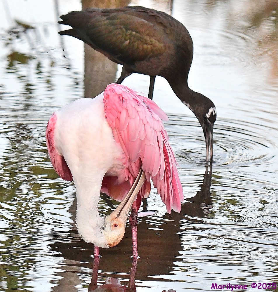 DSC_3444_001.JPG