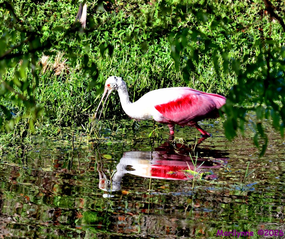 DSC_3445_001.JPG