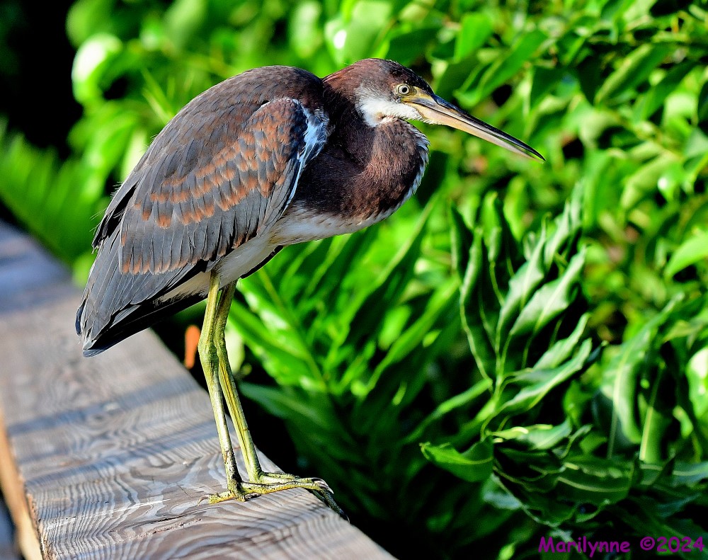 DSC_3446_001.JPG