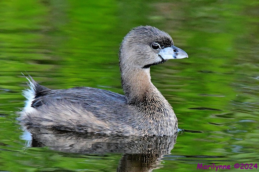 DSC_3446_001.JPG