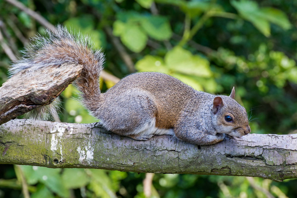 DSC_3447.jpg