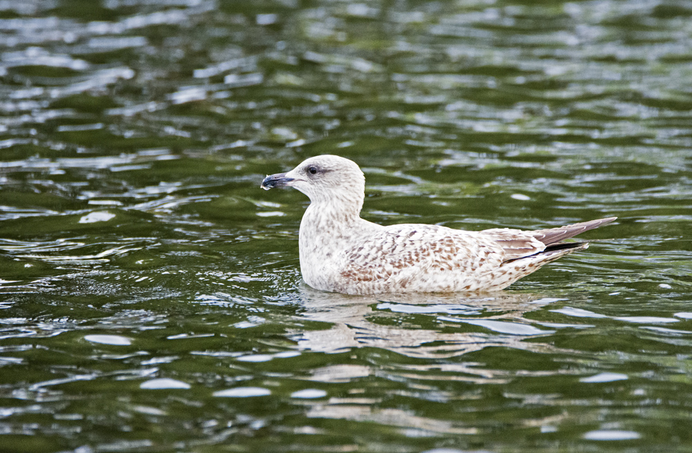 DSC_3447.jpg