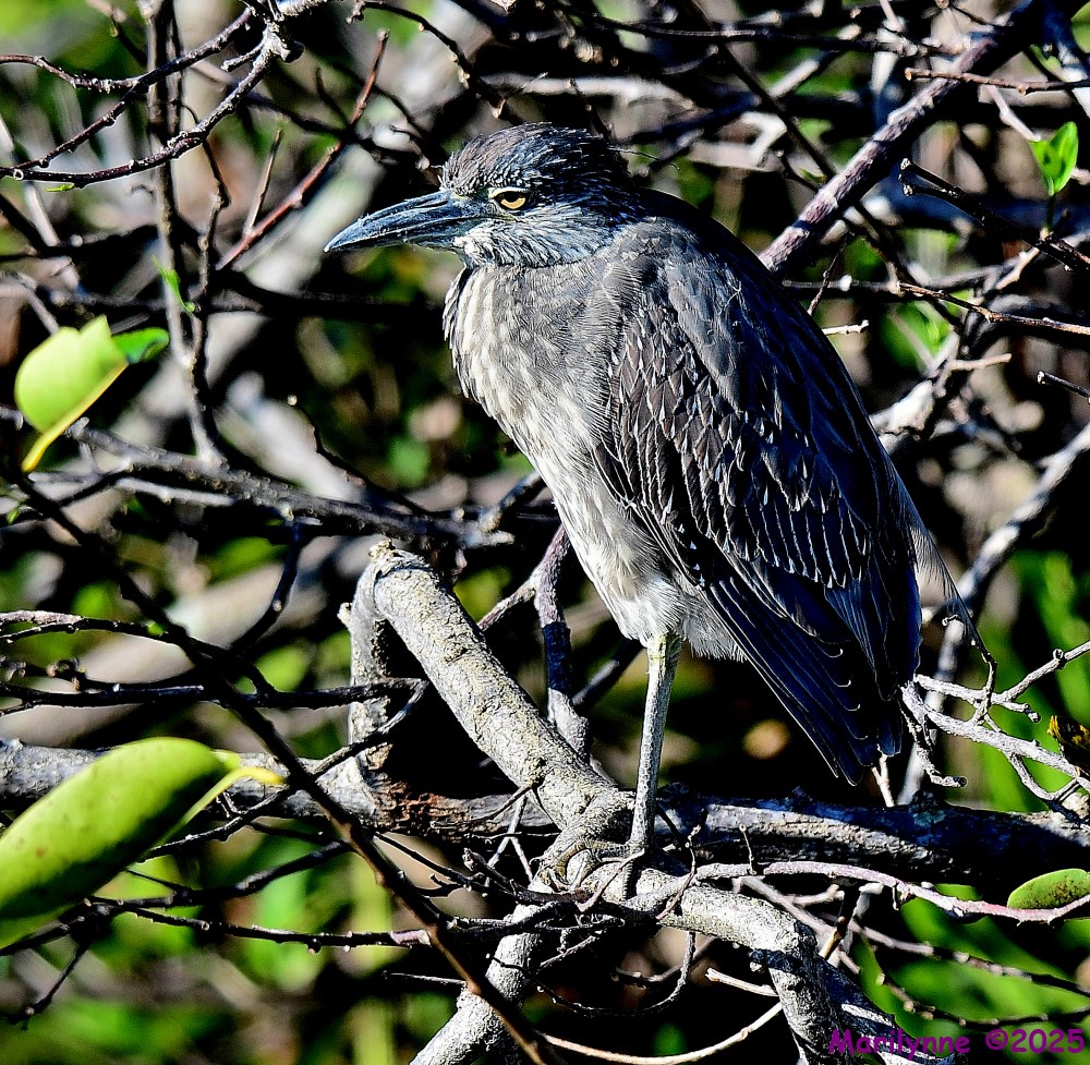 DSC_3447_001.JPG