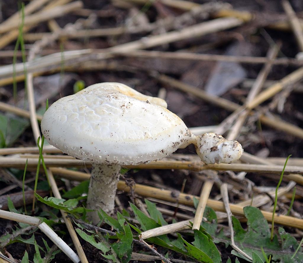DSC_3449.jpg