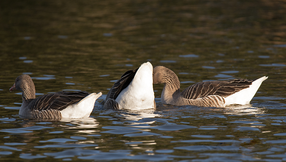 DSC_3451.jpg