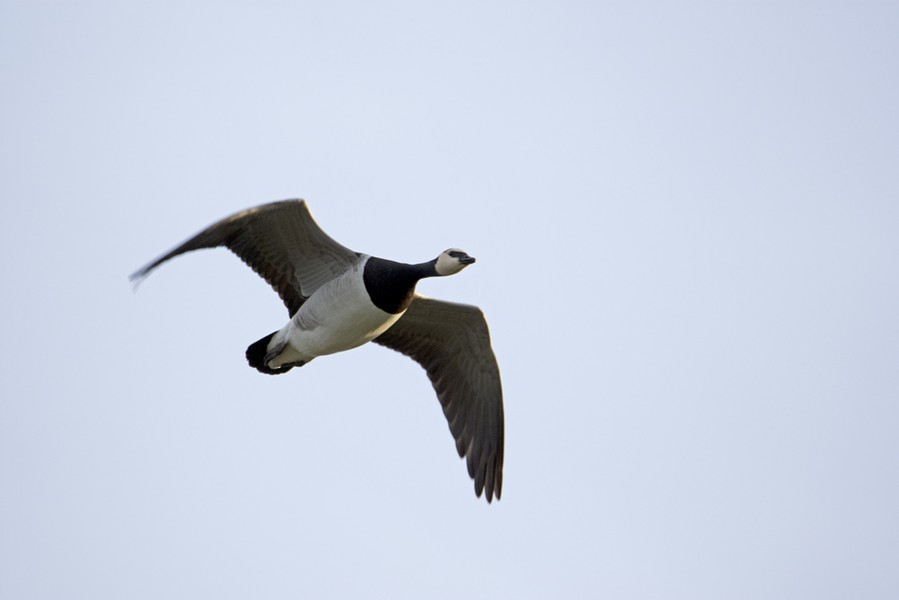 DSC_3451.jpg