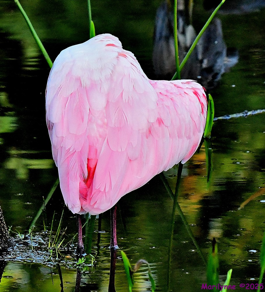 DSC_3451_001.JPG
