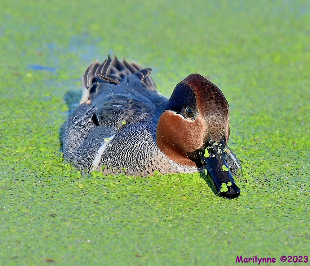 DSC_3453_001.JPG