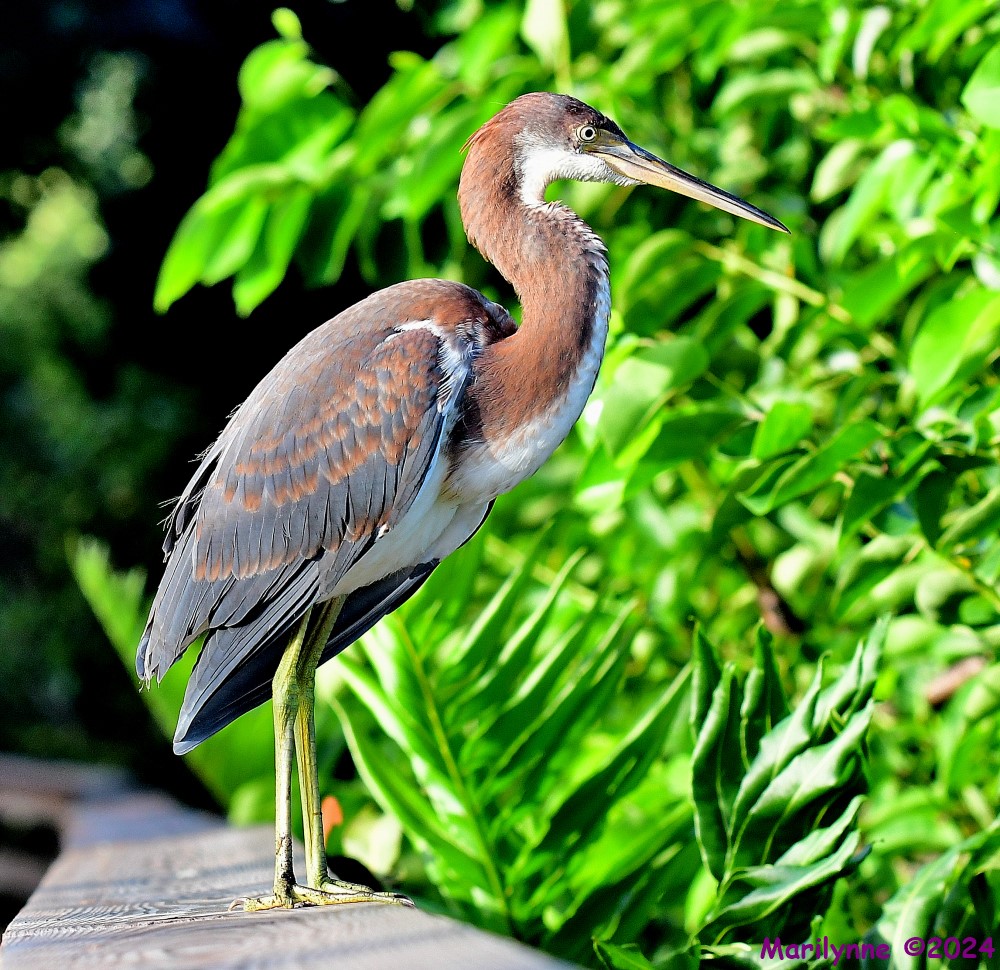 DSC_3453_001.JPG