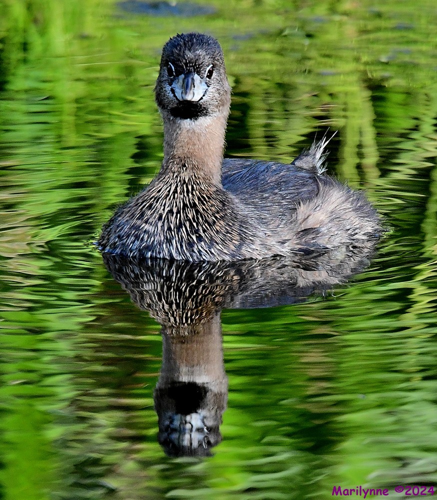 DSC_3454_001.JPG