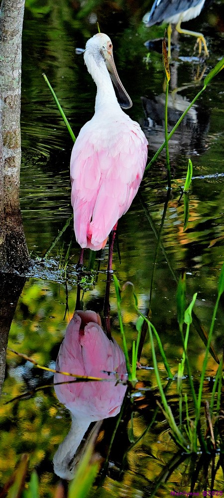 DSC_3454_001.JPG
