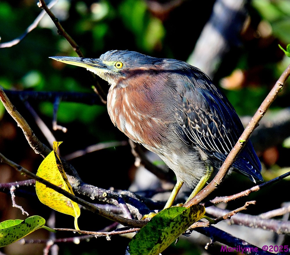 DSC_3455_001.JPG