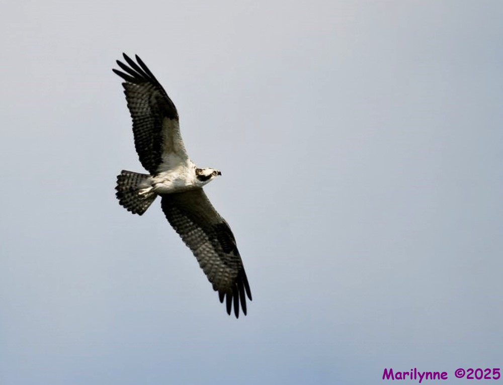 DSC_3456 copy_001.JPG