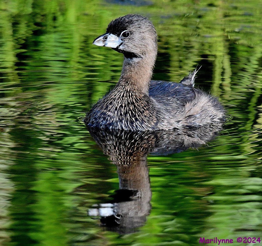DSC_3456_001.JPG