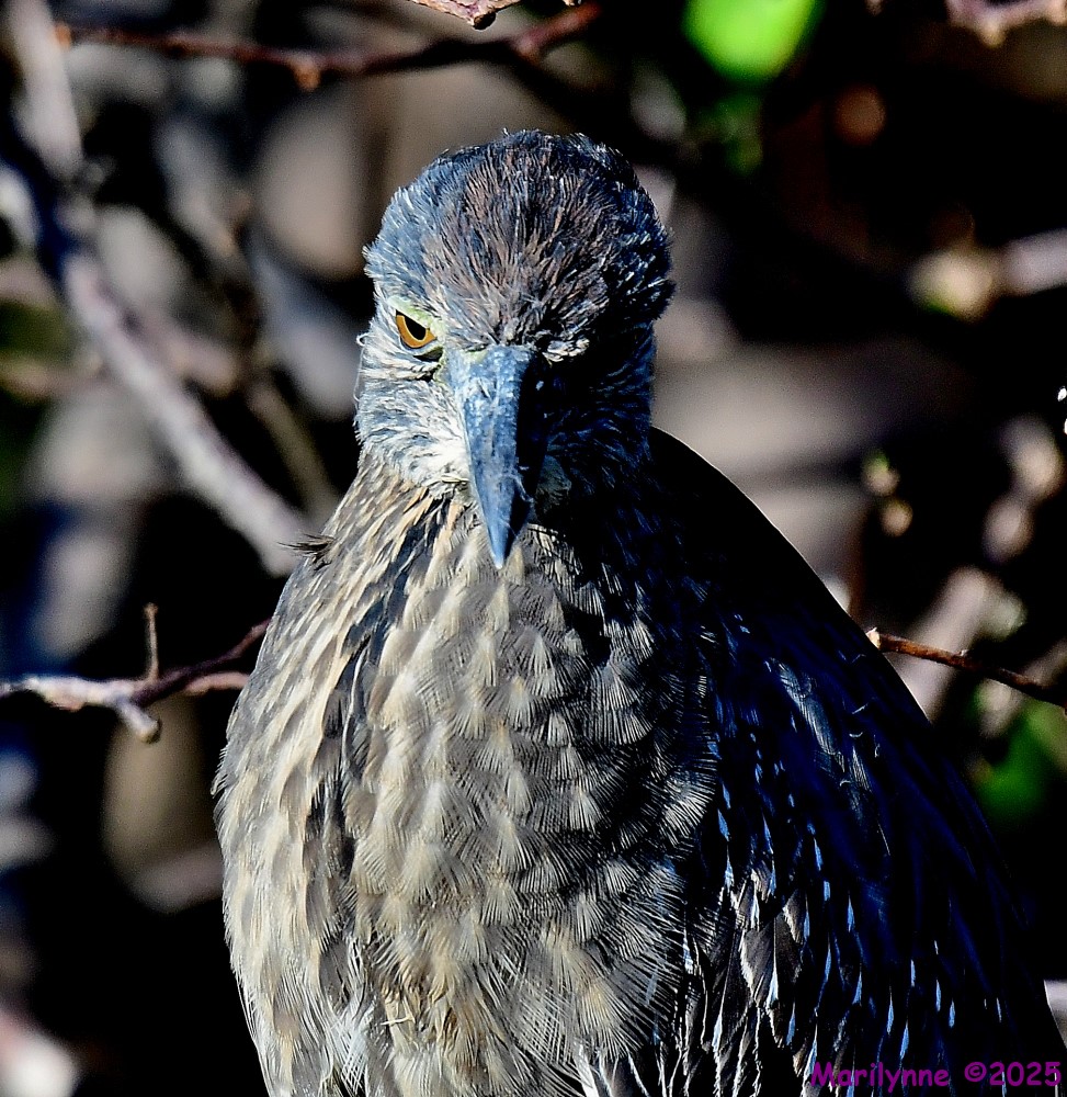DSC_3458_001.JPG