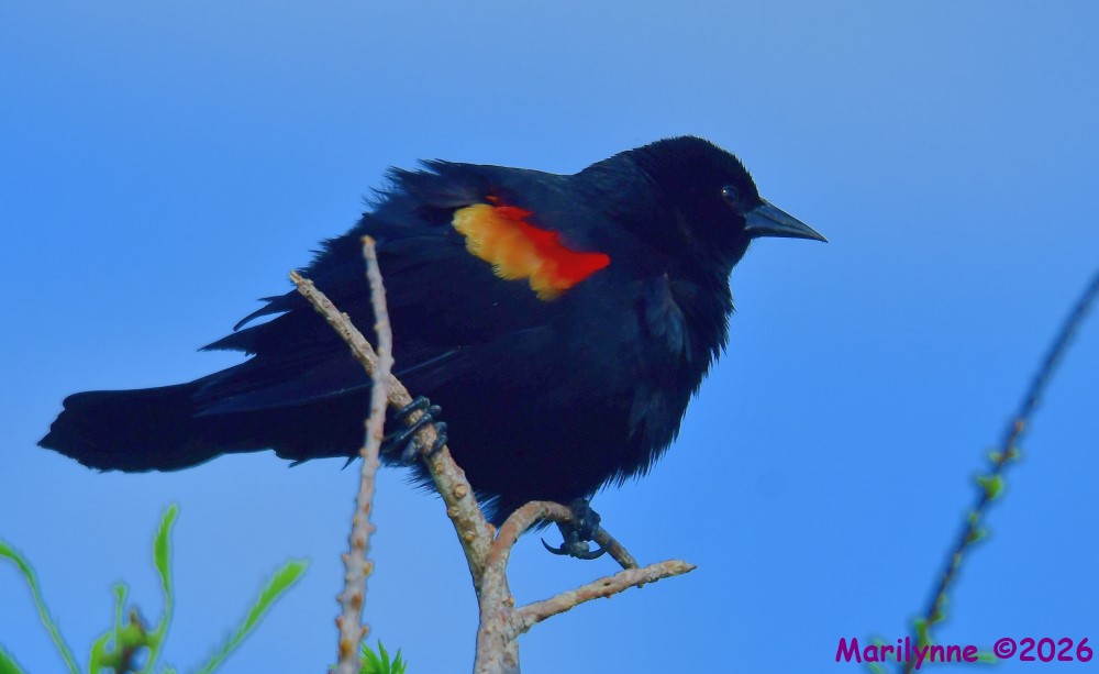 DSC_3458_001.JPG