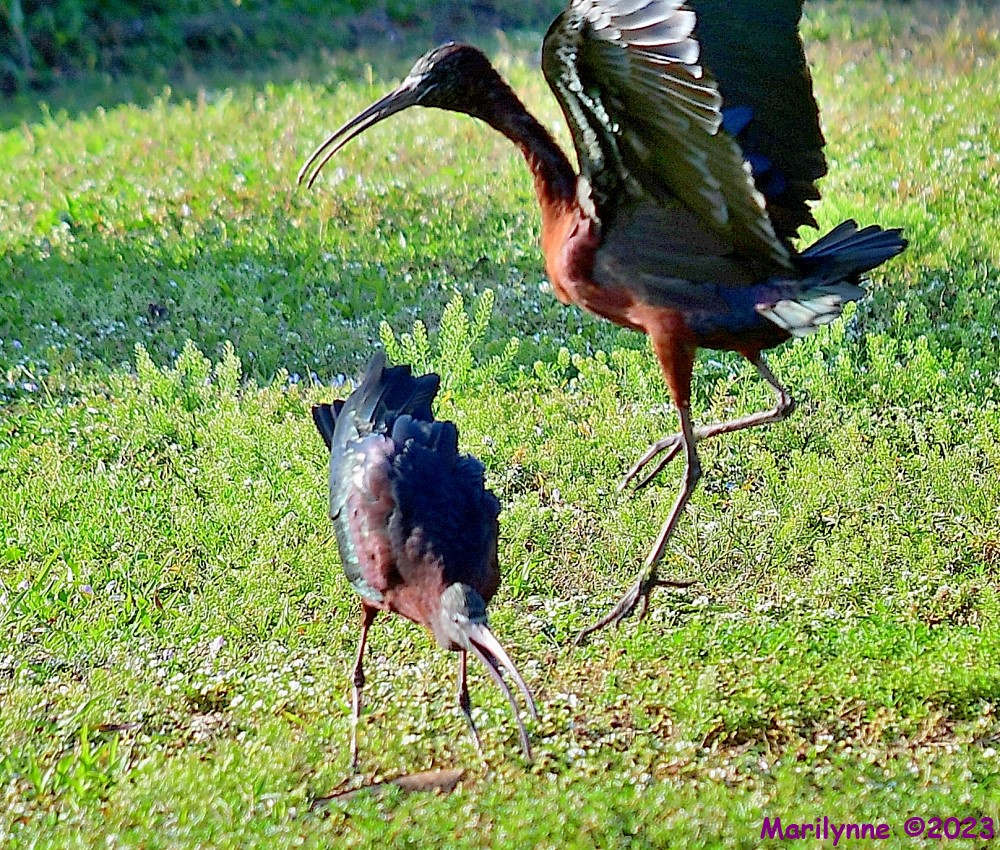 DSC_3459_001.JPG
