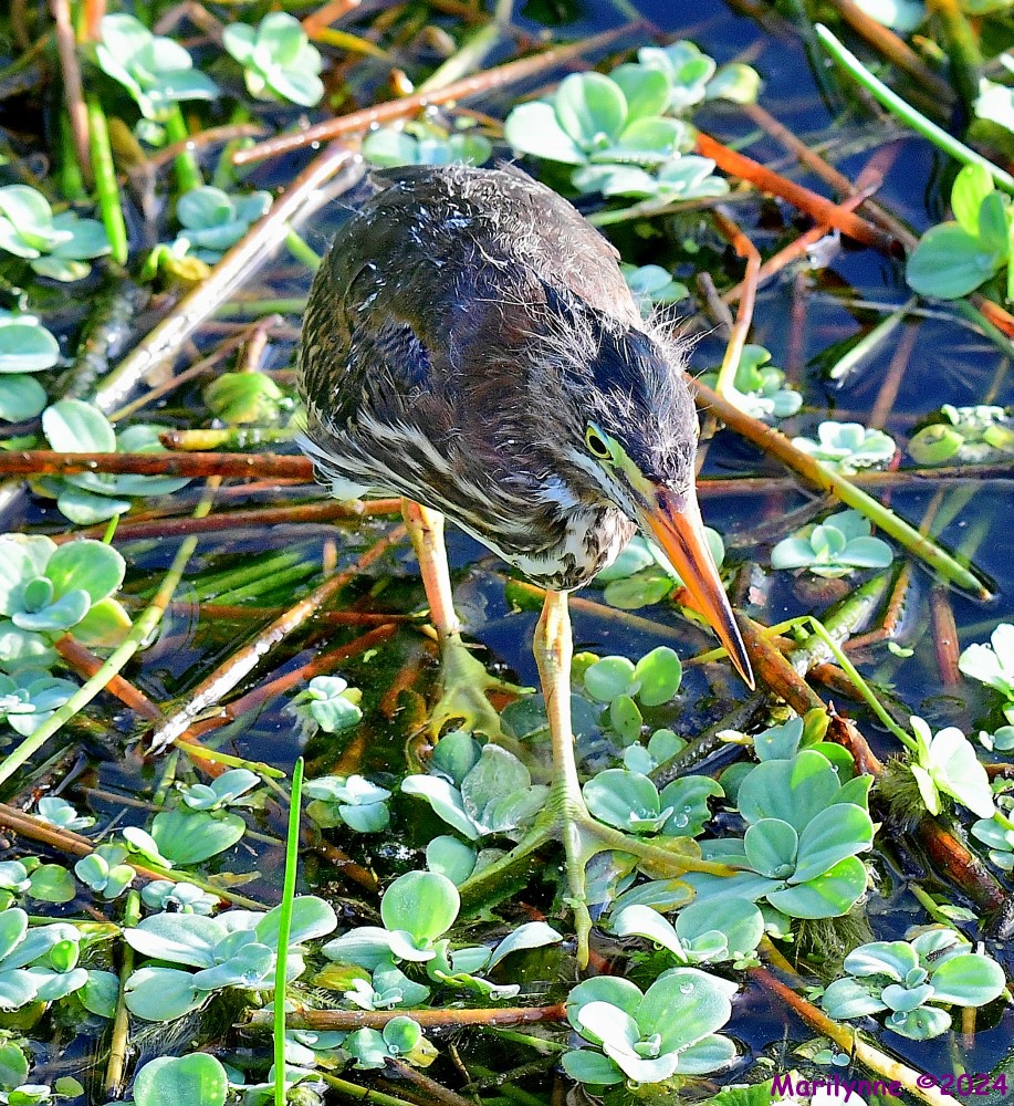 DSC_3460_001.JPG