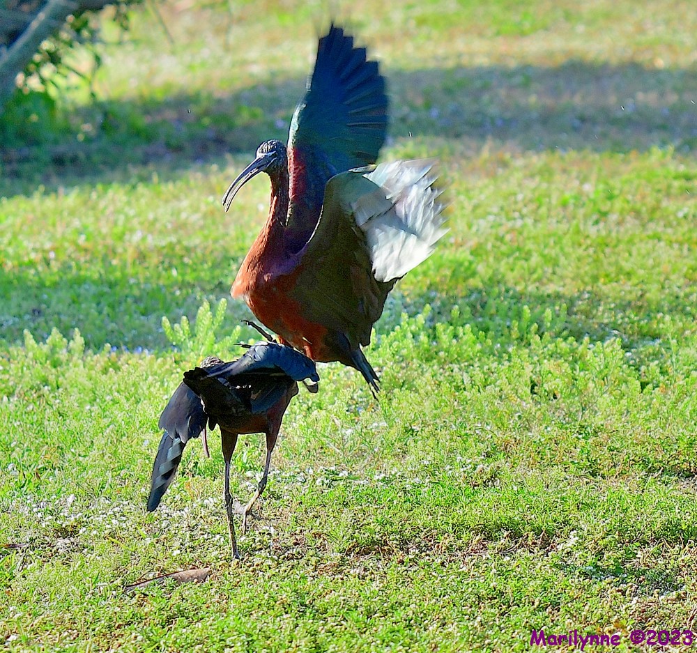 DSC_3461_001.JPG