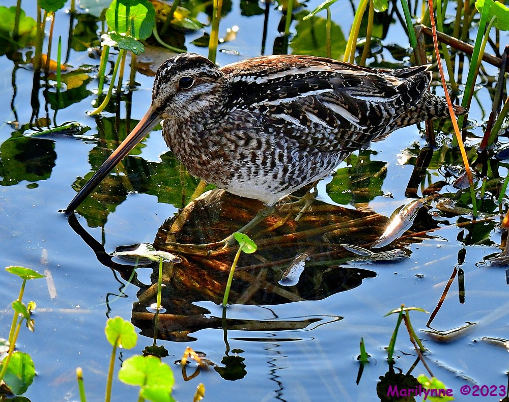 DSC_3461_001.JPG