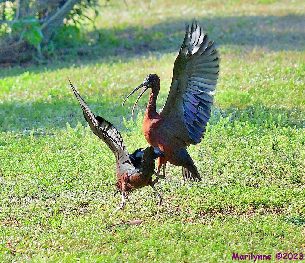 DSC_3463_001.JPG