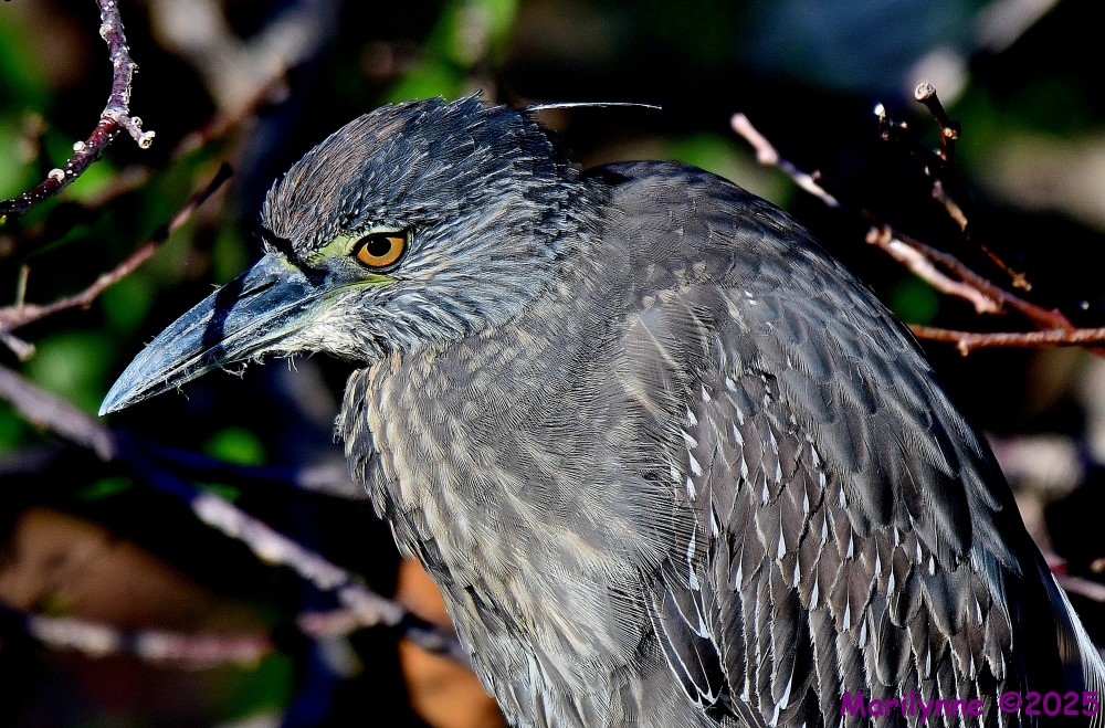 DSC_3463_001.JPG