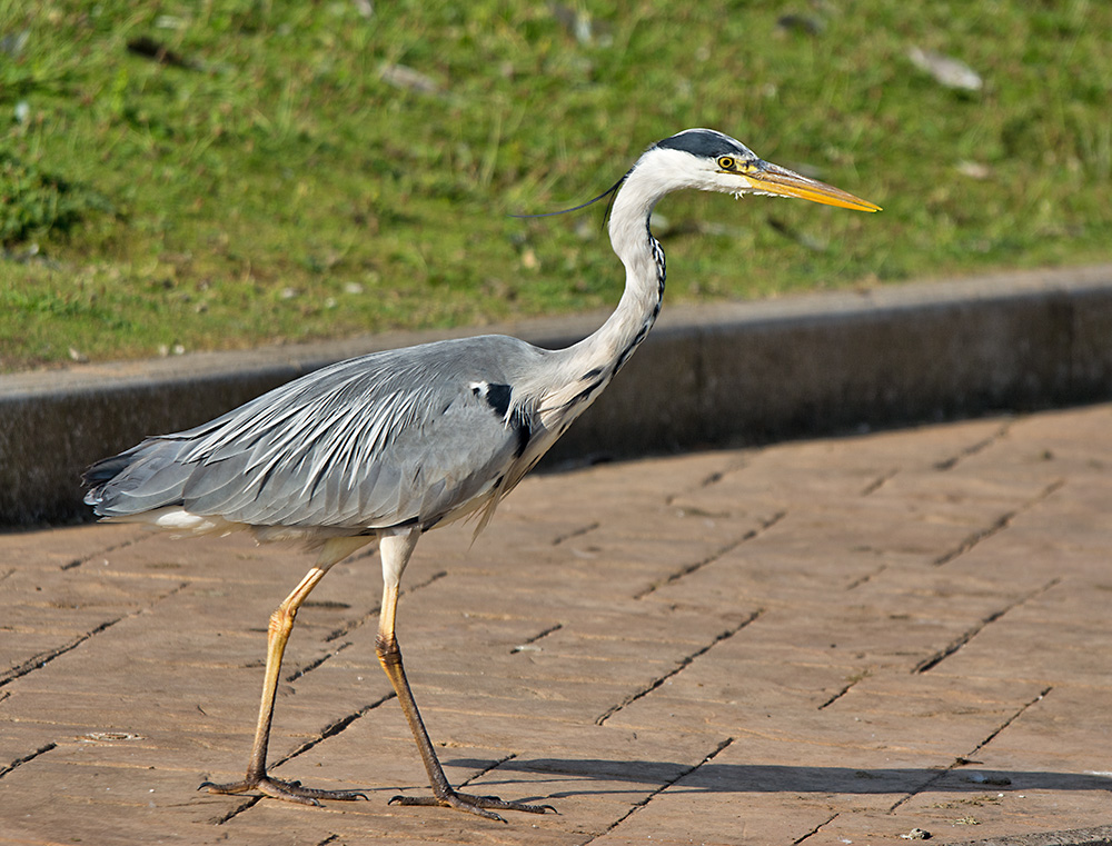 DSC_3465.jpg