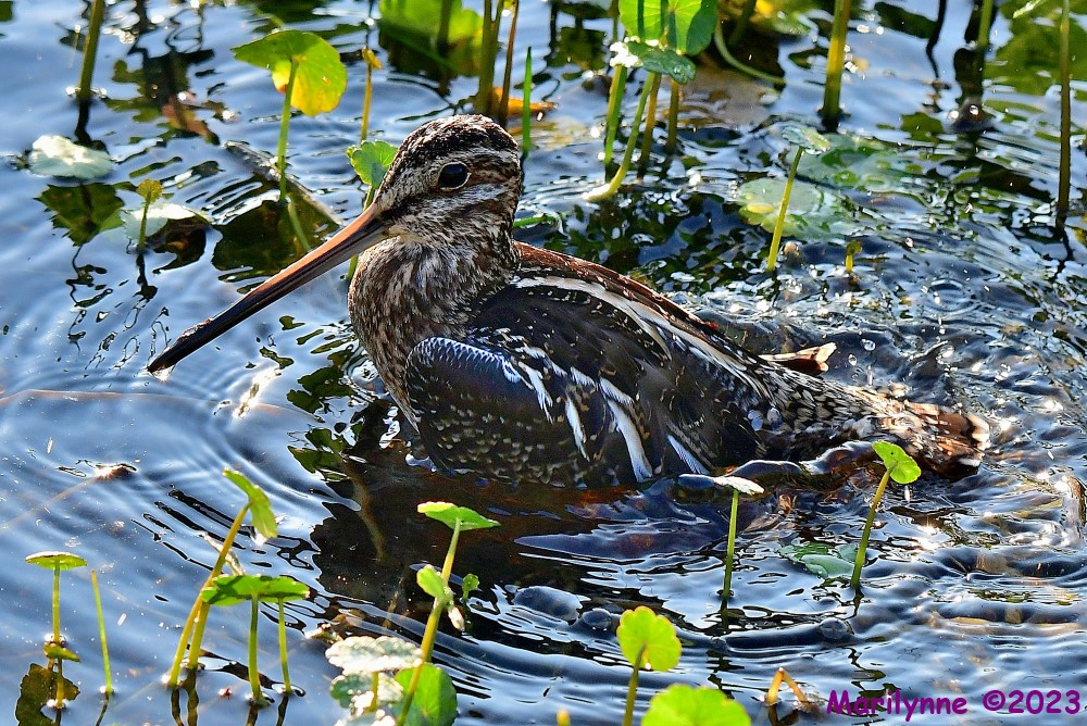 DSC_3469_001.JPG