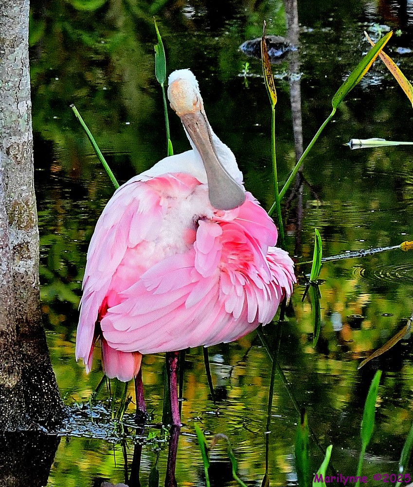 DSC_3469_001.JPG