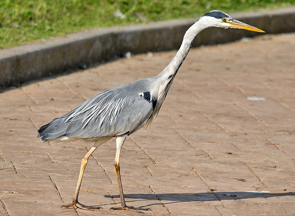DSC_3470.jpg