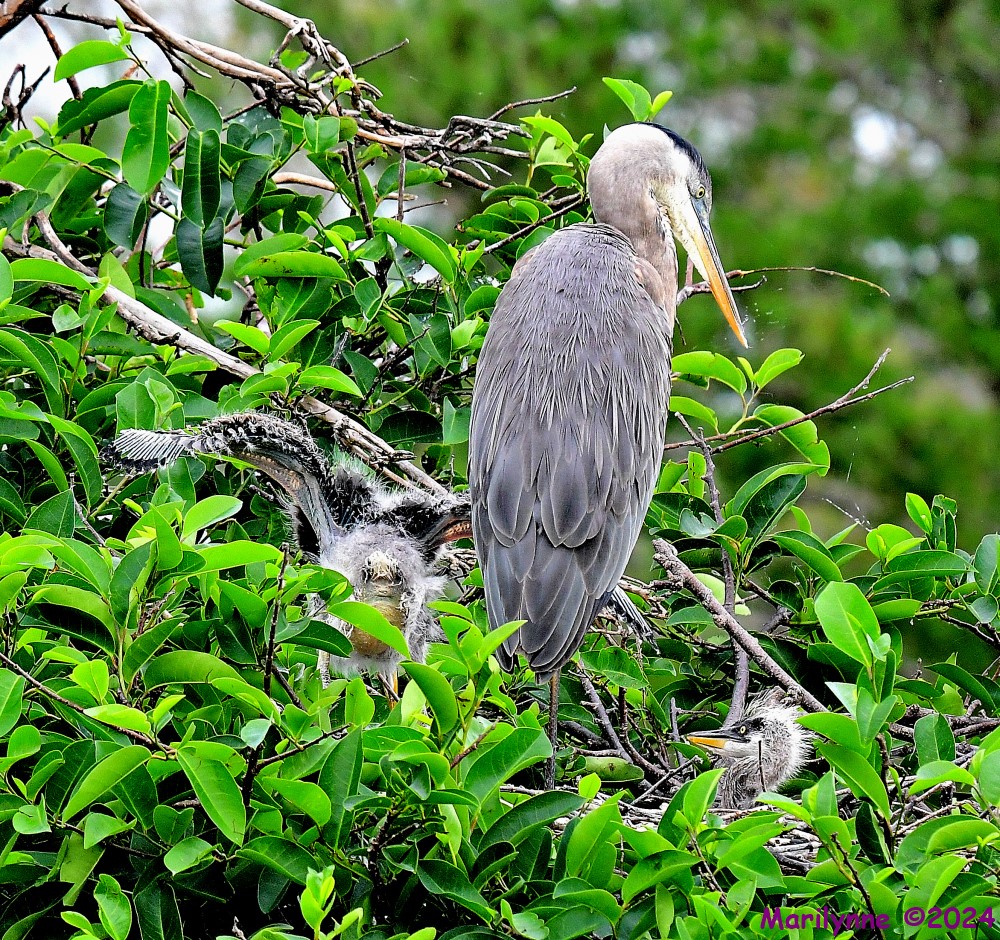 DSC_3470_001.JPG