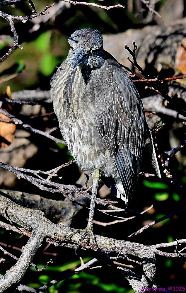 DSC_3471_001.JPG