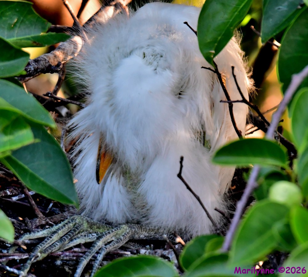 DSC_3471_001.JPG