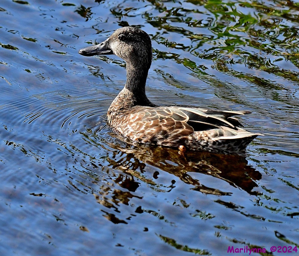 DSC_3472_001.JPG