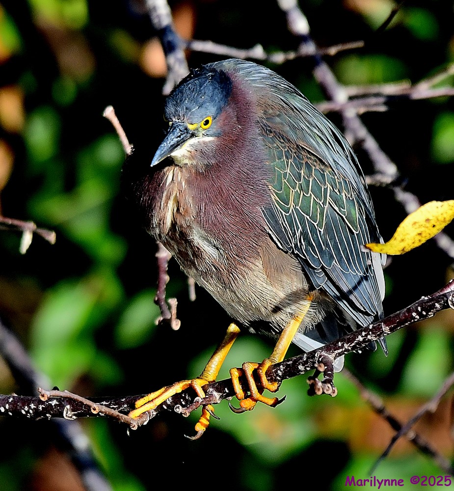 DSC_3474_001.JPG
