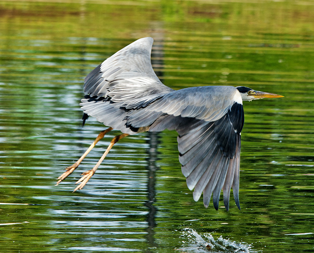 DSC_3475.jpg