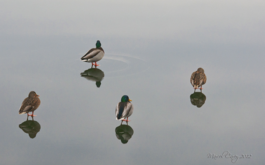 DSC_3476.jpg