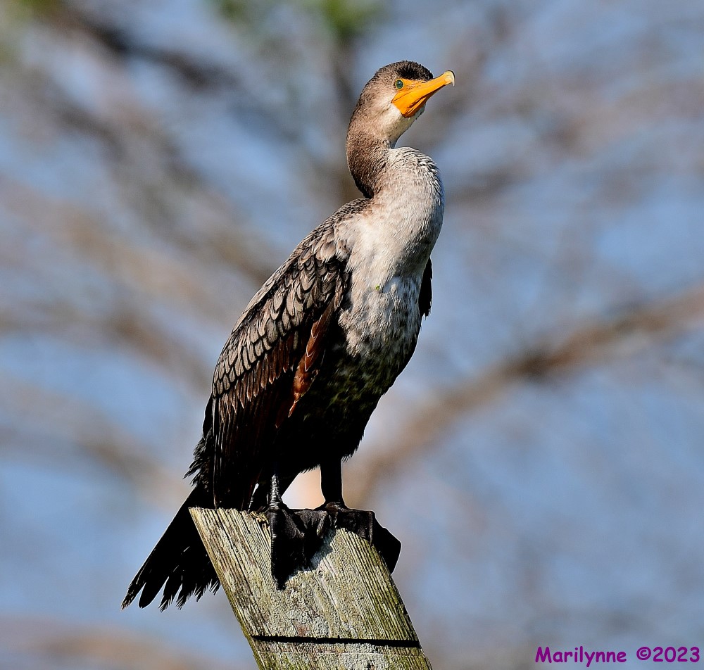 DSC_3477_001.JPG