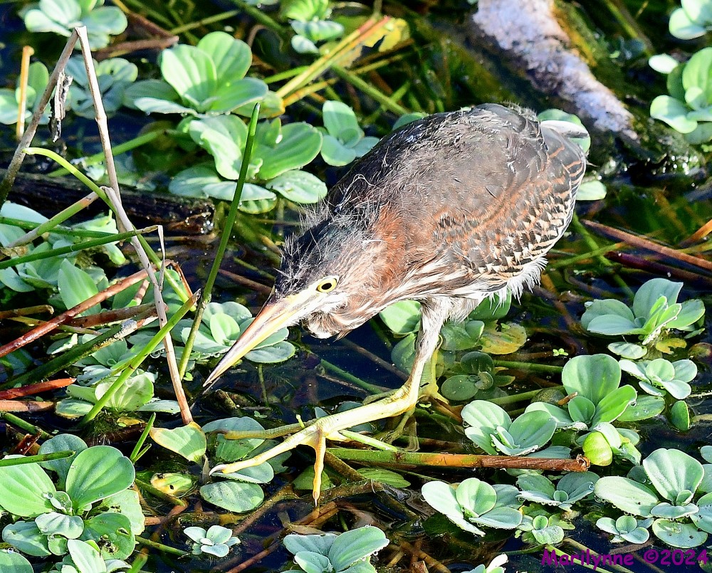 DSC_3477_001.JPG
