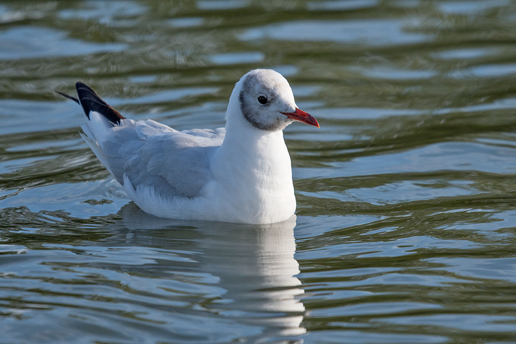 DSC_3479.jpg