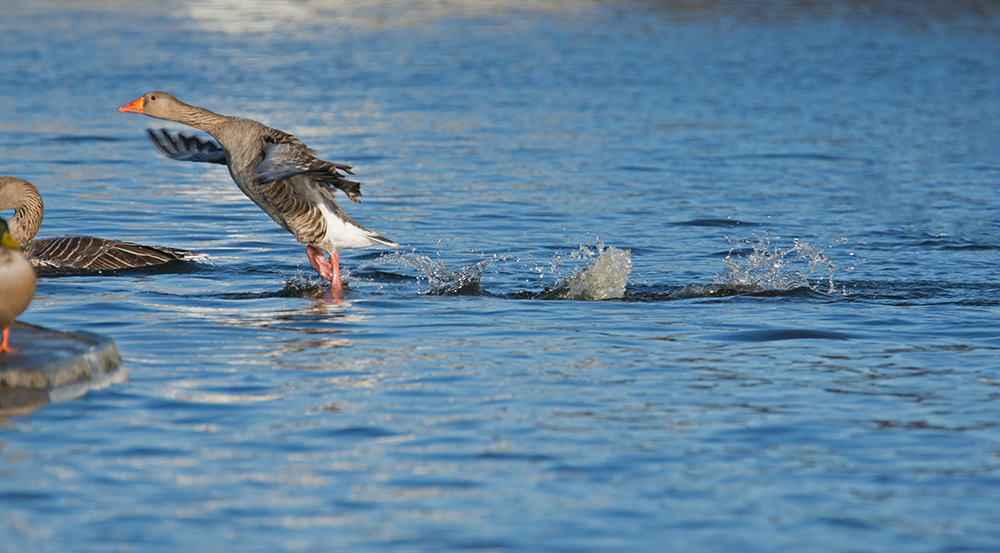 DSC_3480.jpg