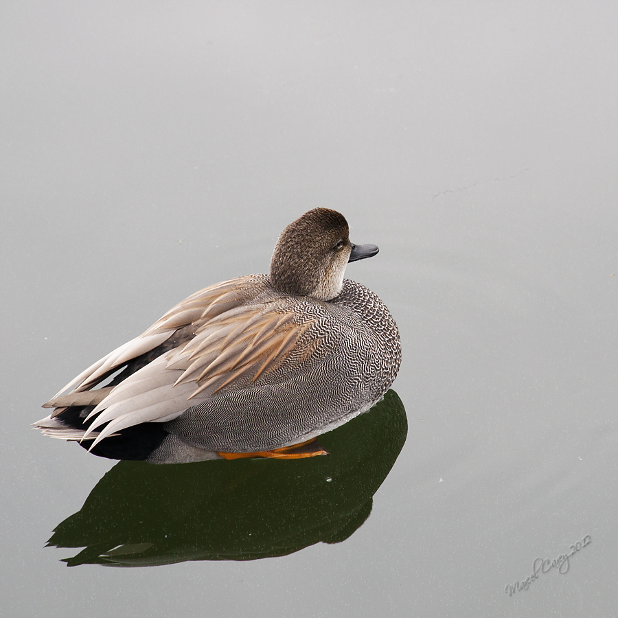 DSC_3482.jpg
