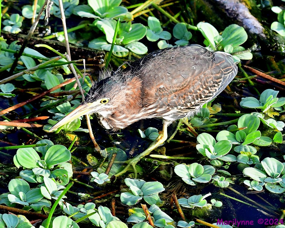 DSC_3484_001.JPG