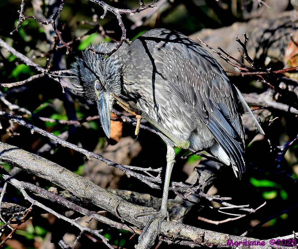 DSC_3485_001.JPG